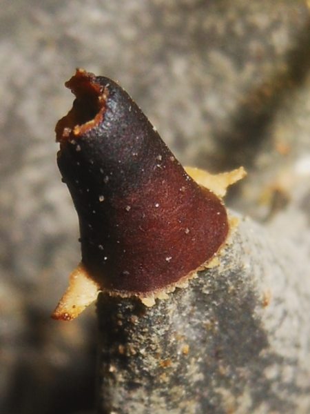 Peltigera sp. da Luogosanto